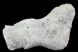 Agatized Fossil Coral Geode - Florida #97905-2